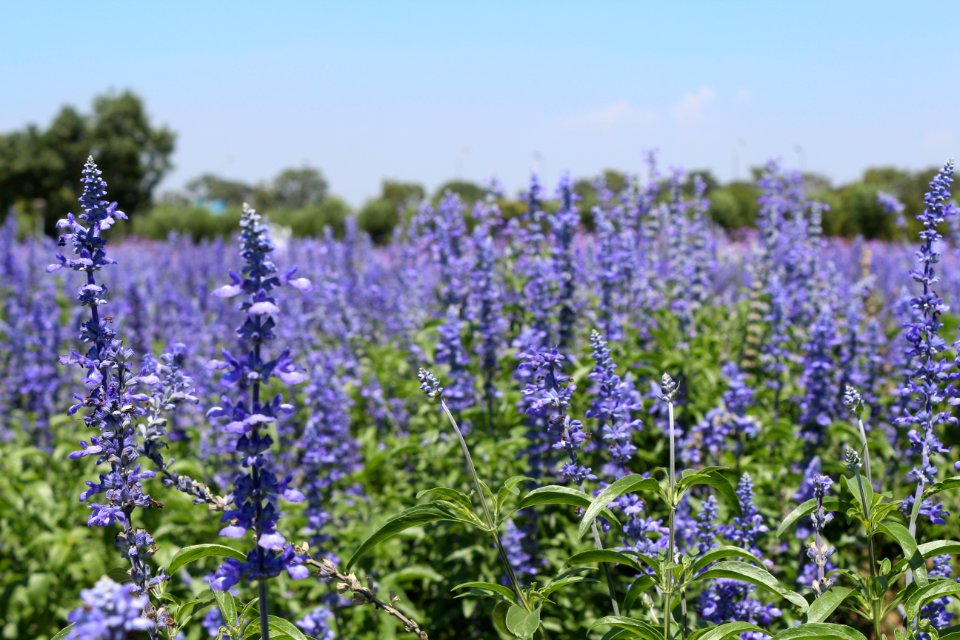 Plant Lavender Common Sage Lupinus Mutabilis