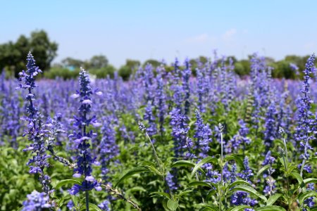 Plant Lavender Common Sage Lupinus Mutabilis