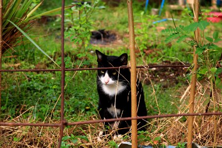 Cat Fauna Small To Medium Sized Cats Plant photo