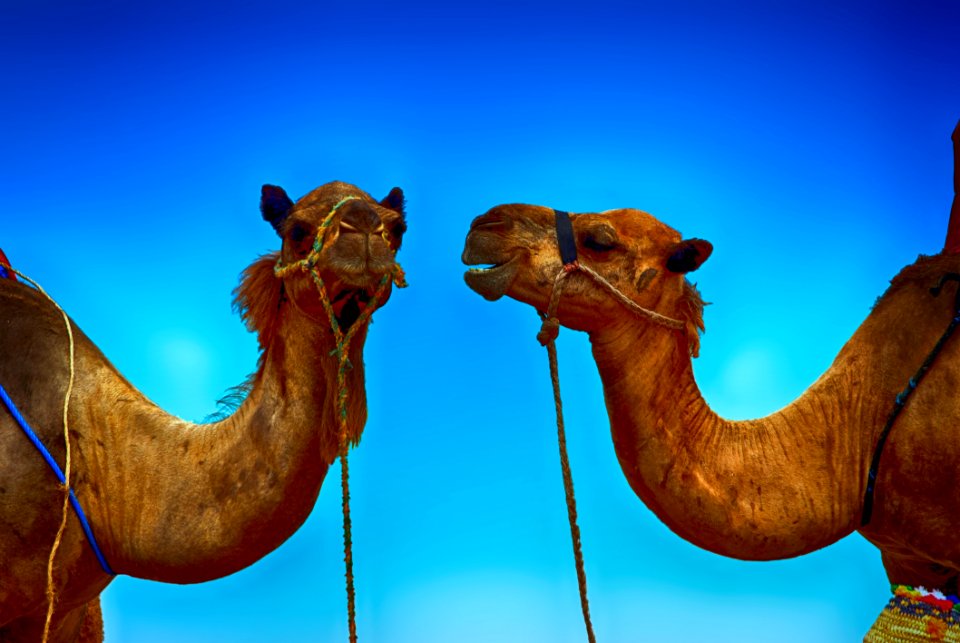 Camel Camel Like Mammal Arabian Camel Sky