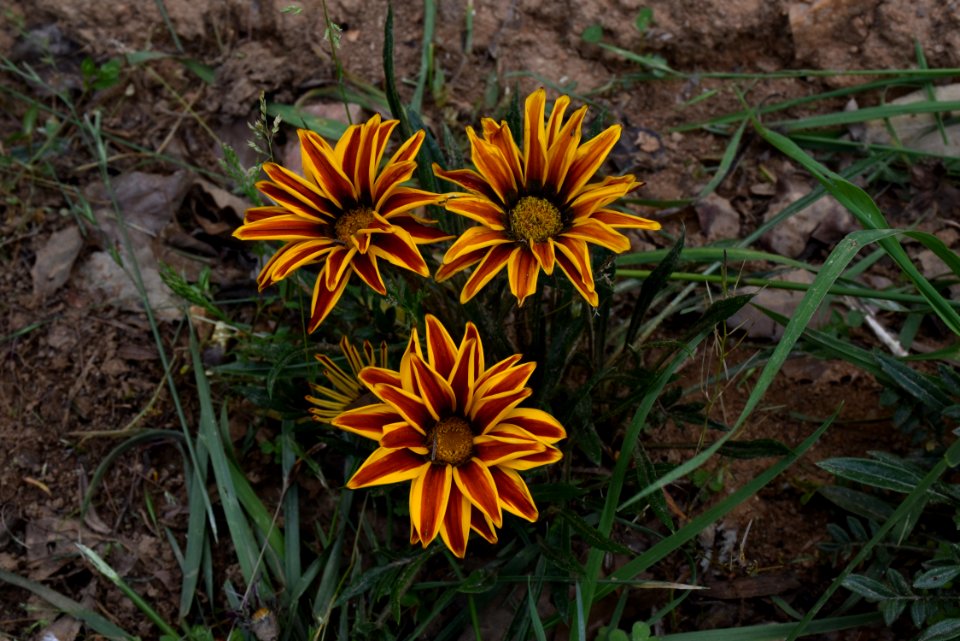 Flower Plant Flora Wildflower