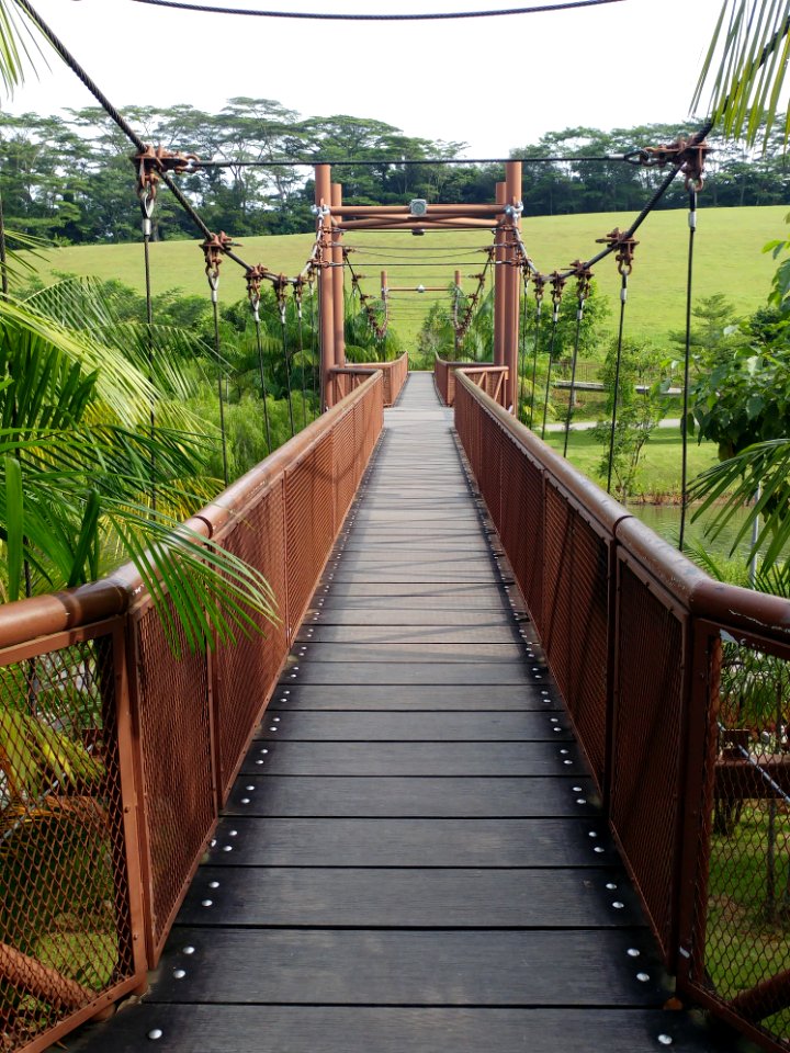 Bridge Suspension Bridge Walkway Path