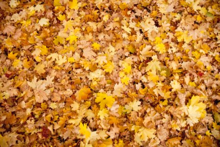 Yellow Autumn Leaf Deciduous