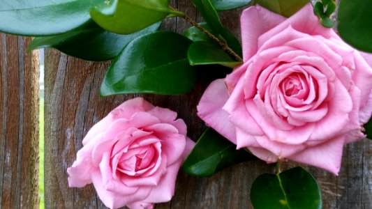 Flower Rose Pink Rose Family
