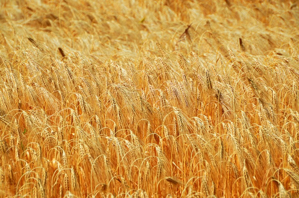 Wheat Food Grain Grain Grass Family