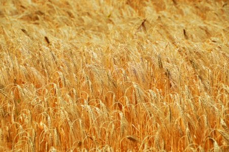 Wheat Food Grain Grain Grass Family photo