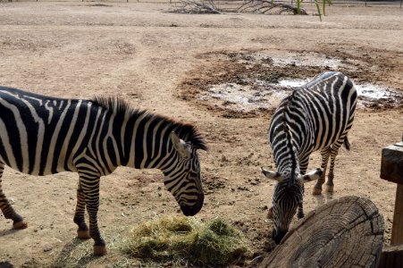 Wildlife Zebra Terrestrial Animal Fauna photo
