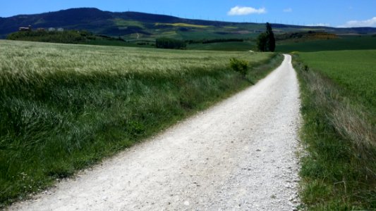 Road Path Grassland Field