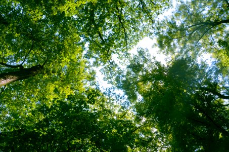 Tree Nature Leaf Green