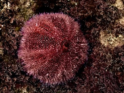 Sea Urchin Marine Invertebrates Invertebrate Echinoderm photo