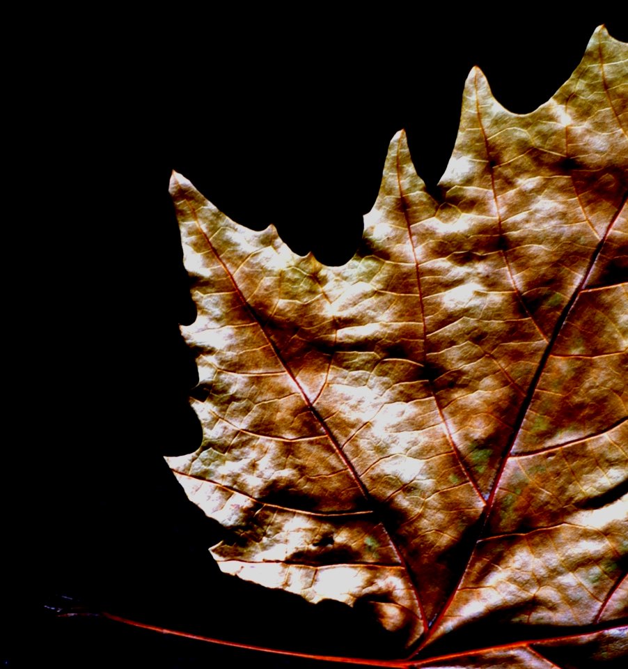 Leaf Plant Maple Leaf Organism