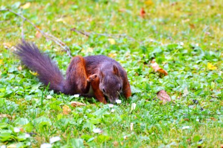 Squirrel Fauna Mammal Grass photo