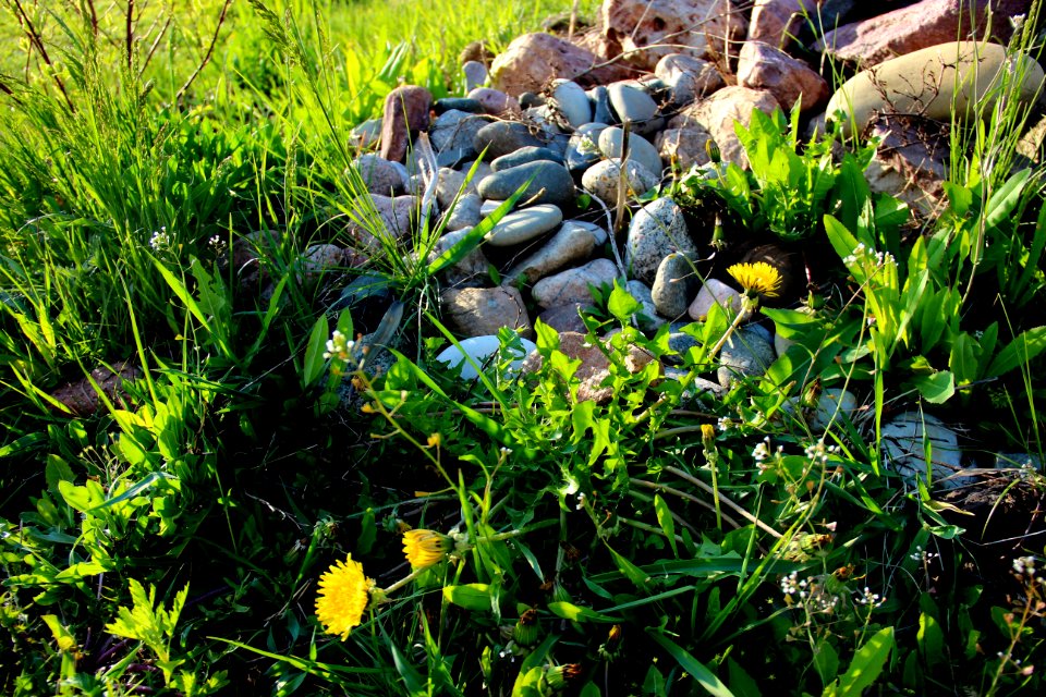 Plant Vegetation Flora Grass