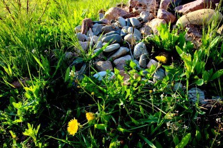 Plant Vegetation Flora Grass