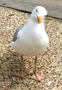 Bird Beak Seabird Gull photo