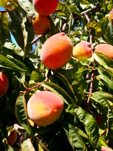 Fruit Peach Fruit Tree Produce photo