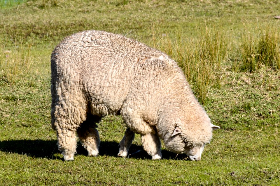 Fauna Grass Terrestrial Animal Grassland