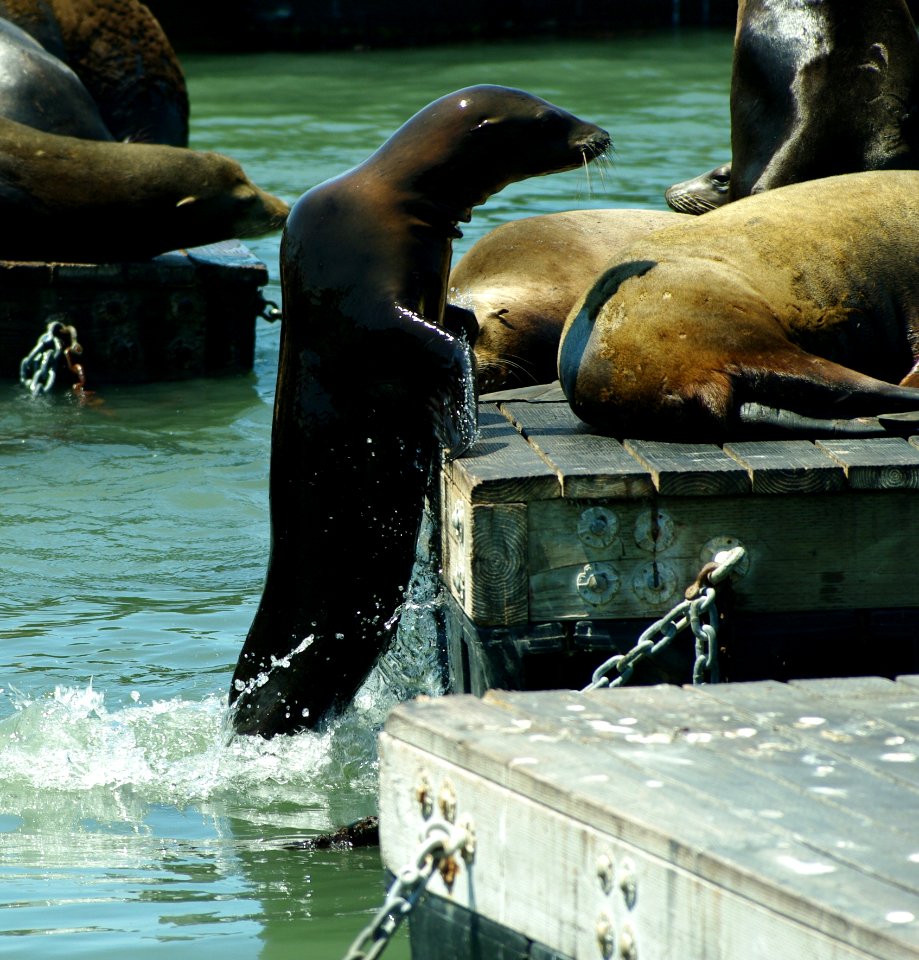 Seals Fauna Water Mammal