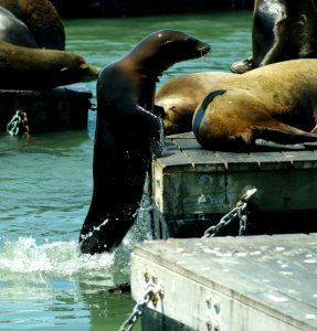 Seals Fauna Water Mammal photo