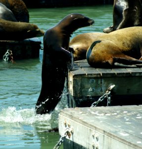 Seals Fauna Water Mammal
