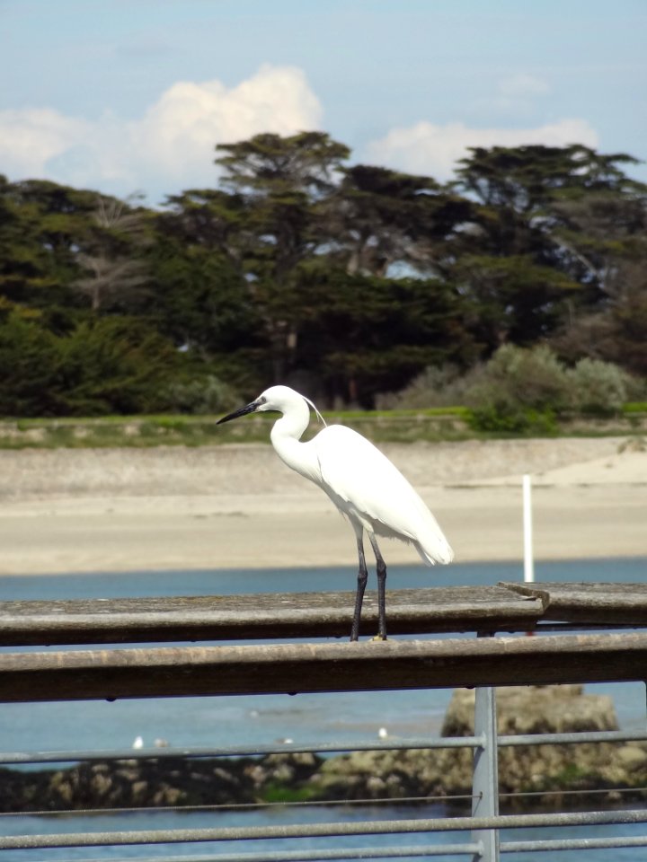Bird Fauna Beak Shore