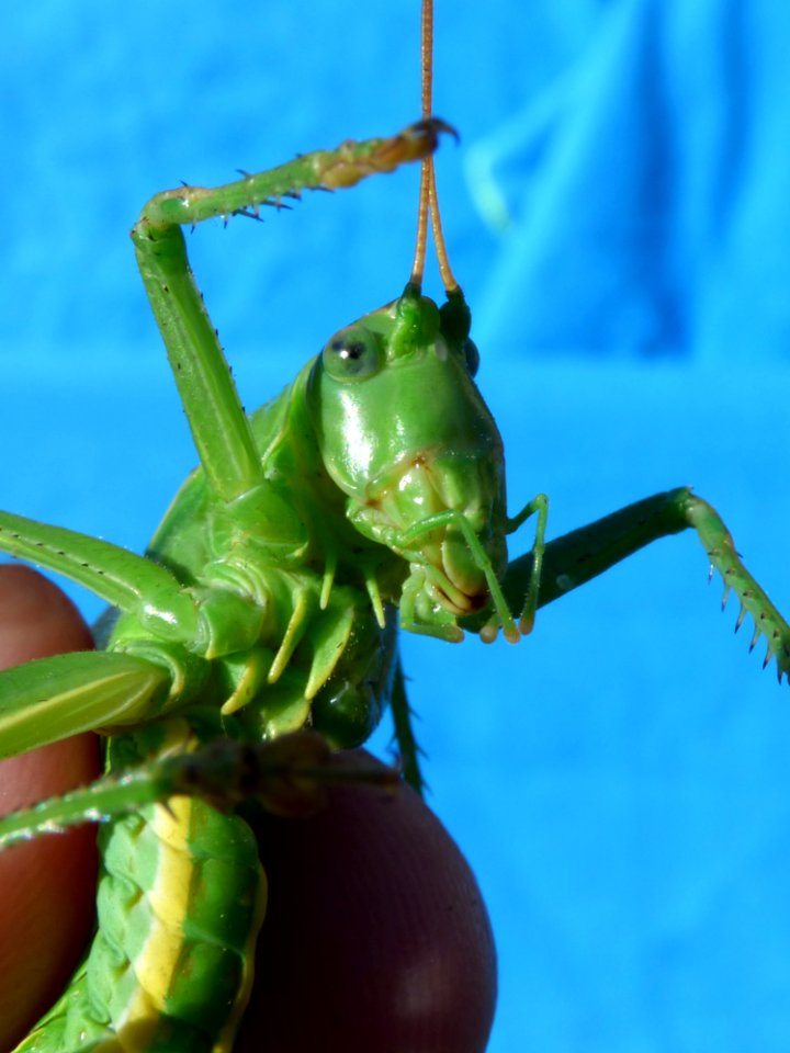 Insect Grasshopper Invertebrate Cricket Like Insect