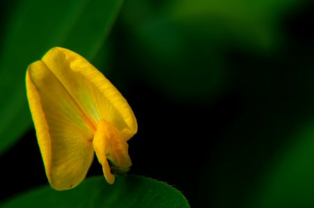 Yellow Leaf Close Up Flora
