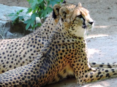 Cheetah Terrestrial Animal Wildlife Big Cats photo