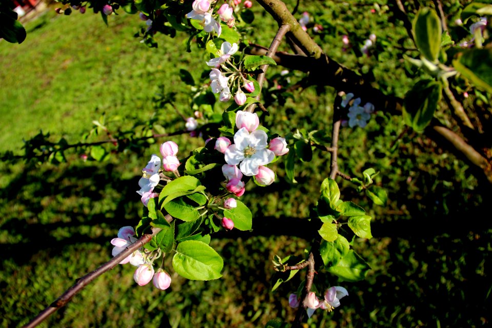 Branch Plant Flora Spring