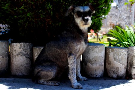 Dog Like Mammal Dog Dog Breed Miniature Schnauzer photo