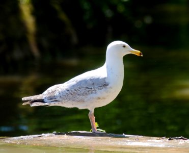 Bird Gull Seabird European Herring Gull photo