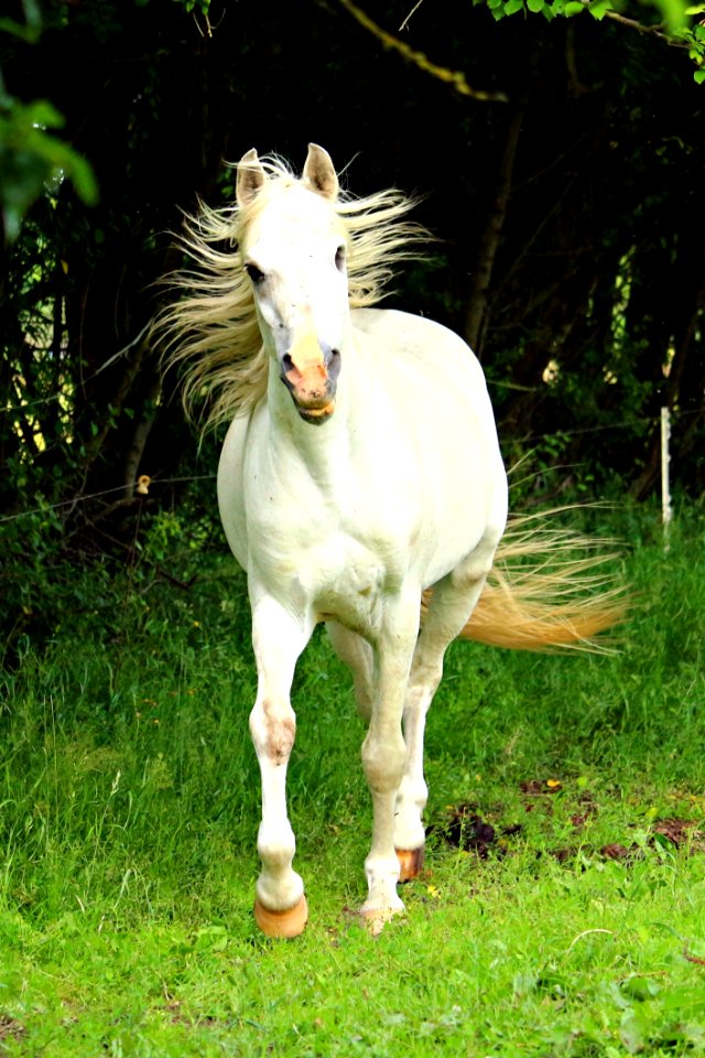 Horse Mane Horse Like Mammal Fauna