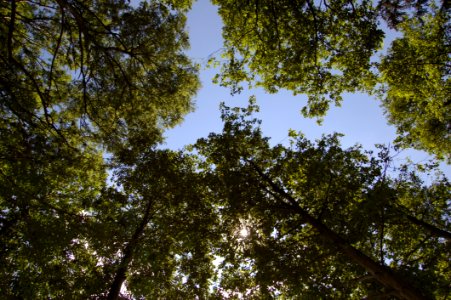 Tree Sky Nature Leaf