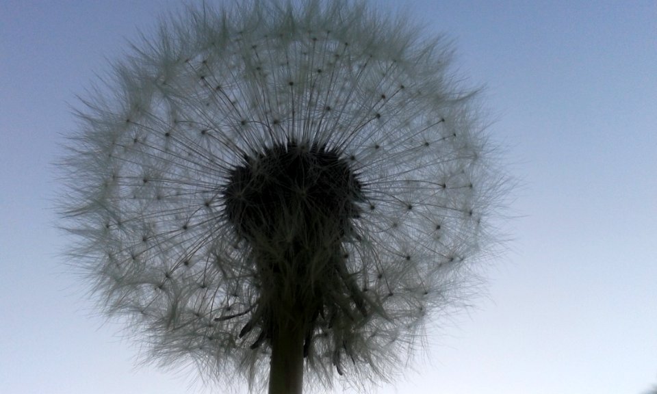 Sky Dandelion Flower Close Up