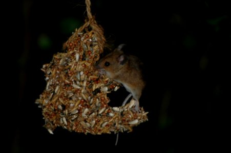Fauna Mammal Mouse Muridae