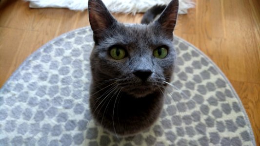 Cat Small To Medium Sized Cats Korat Whiskers