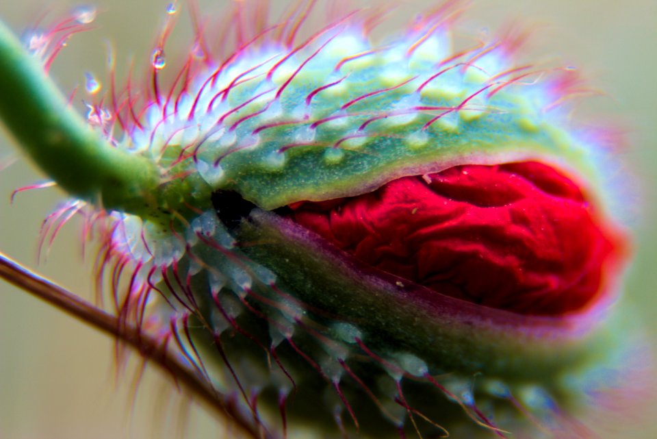 Macro Photography Close Up Flora Insect