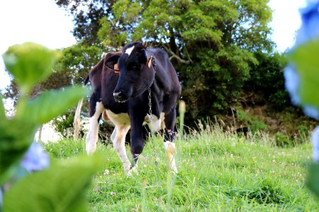 Grass Pasture Cattle Like Mammal Grazing photo