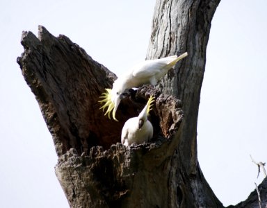 Bird Fauna Beak Bird Of Prey