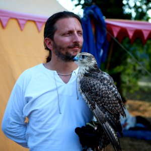 Fauna Beak Bird Falcon