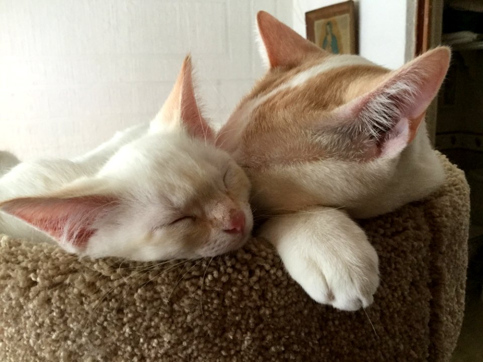 Cat Small To Medium Sized Cats Cat Like Mammal Whiskers