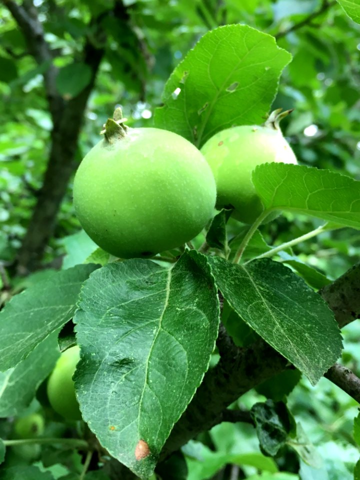 Fruit Tree Fruit Leaf Apple