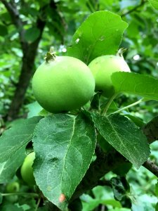 Fruit Tree Fruit Leaf Apple