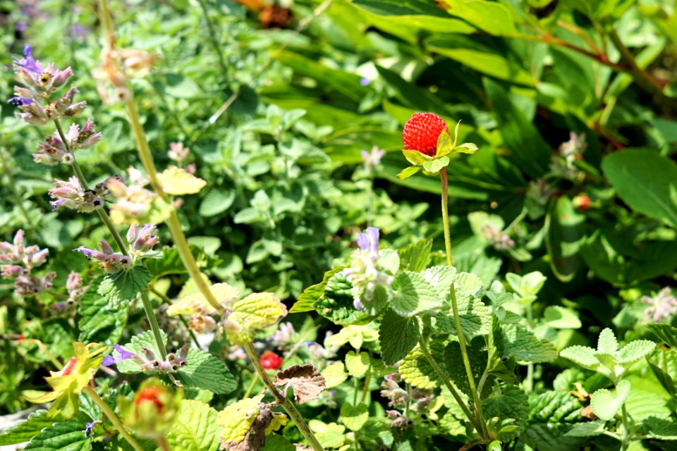 Plant Flower Flora Flowering Plant