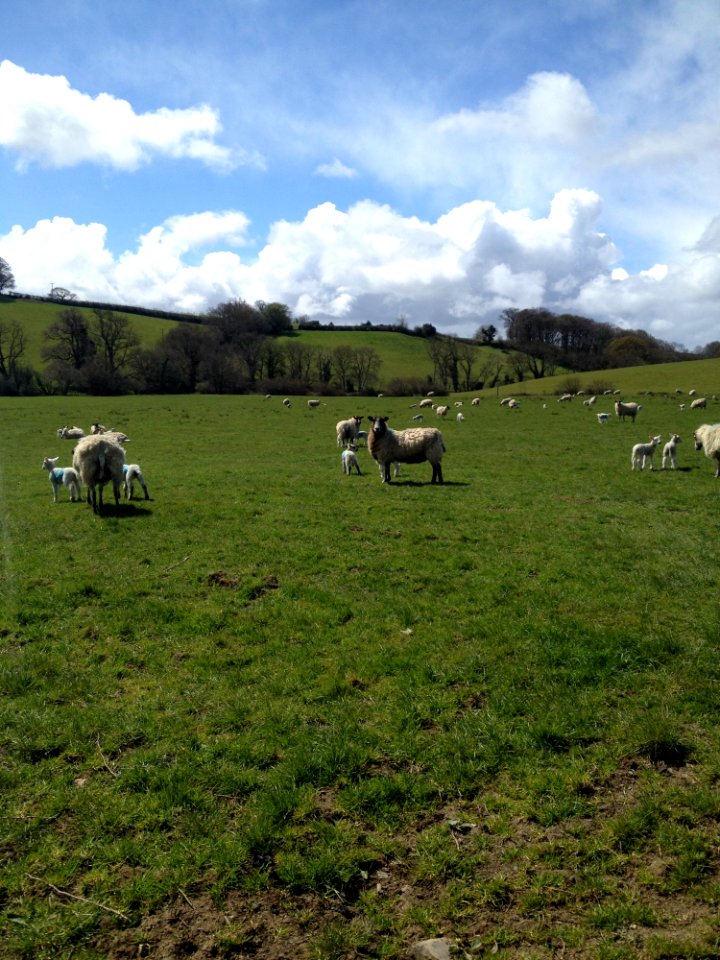 Grassland Pasture Grazing Field