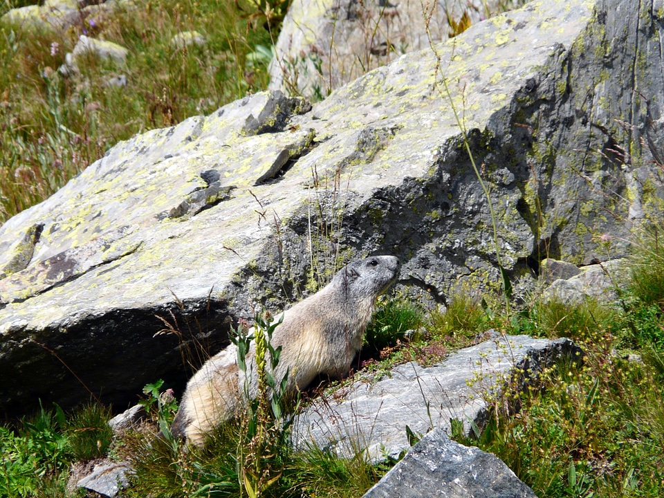 Marmot rocks rodents