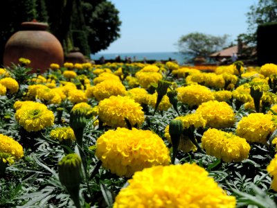 Yellow Flower Plant Spring