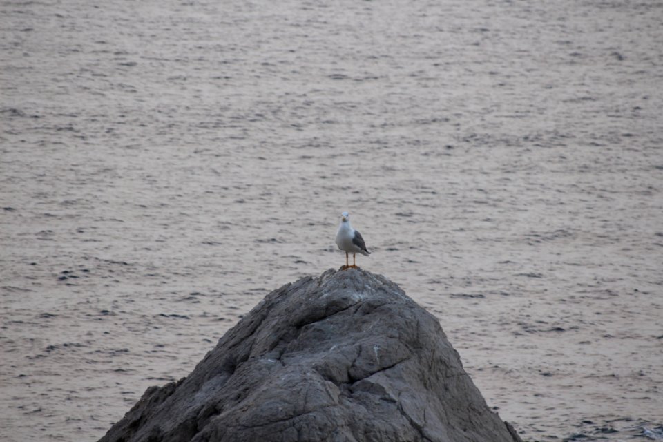 Sea Water Bird Seabird