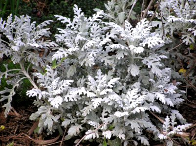 Plant Tree Subshrub Frost