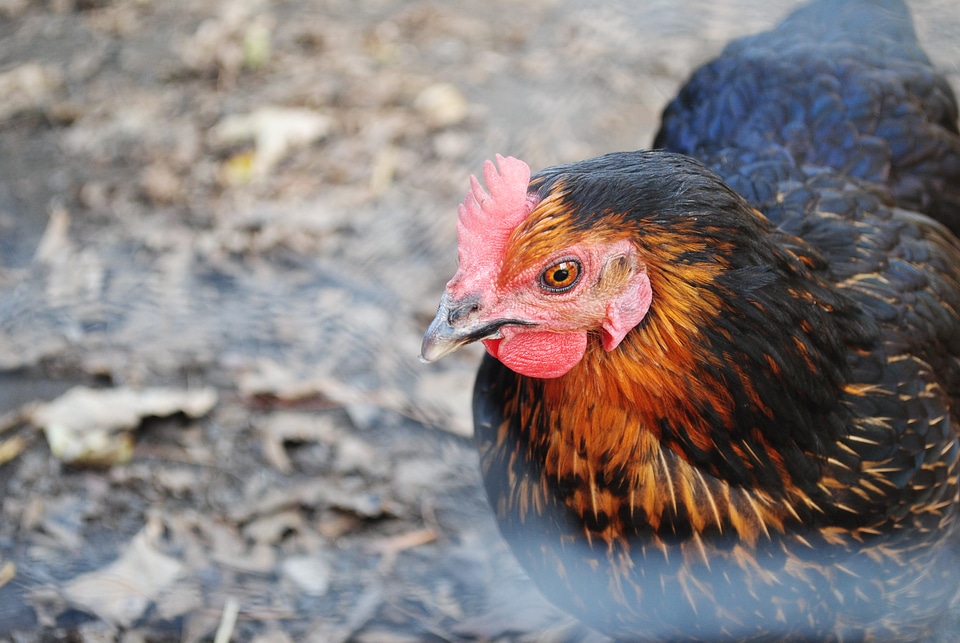 Nature animal chicken